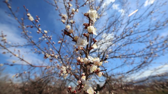 Malatya'da kayısı ağaçları sıcak havanın etkisiyle erken çiçek açtı