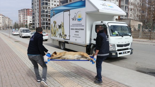 Depremzede hayvanların tedavi ve beslemeleri Van'dan gelen mobil ekiplerce karşılanıyor