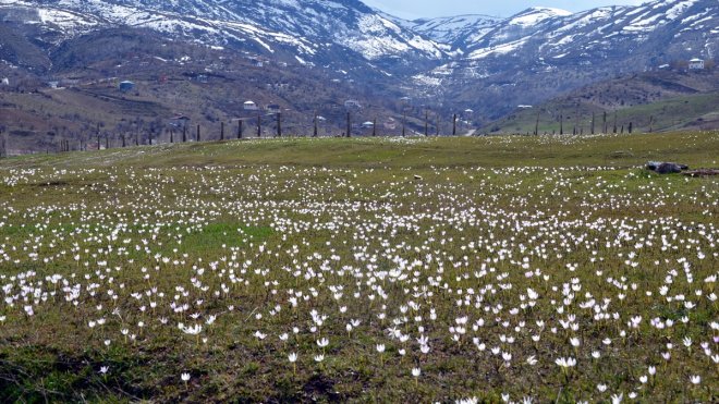 "Baharın müjdecisi" kardelenler Muş Ovası'nı süsledi