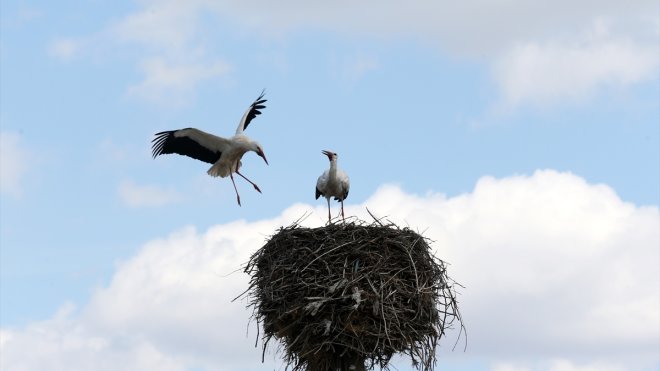 Baharın müjdecisi leylekler Muş Ovası'ndaki yuvalarına yerleşti