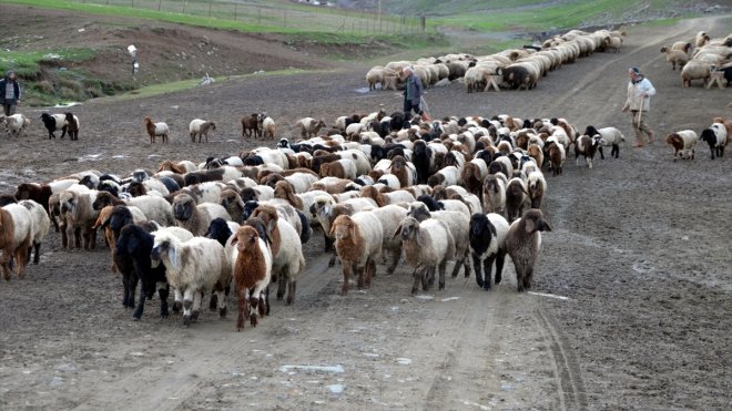 Muş'ta bu yıl 600 bin kuzunun dünyaya gelmesi bekleniyor