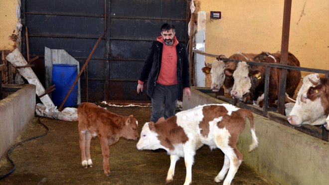 Muş'ta bu yıl 70 bin buzağı doğumu bekleniyor
