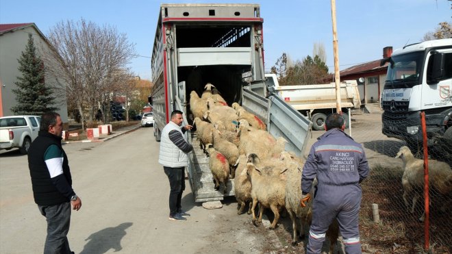 Sivas'ta bağışlanan 180 küçükbaş hayvanın etleri kavurma yapılıp depremzedelere ulaştırılacak