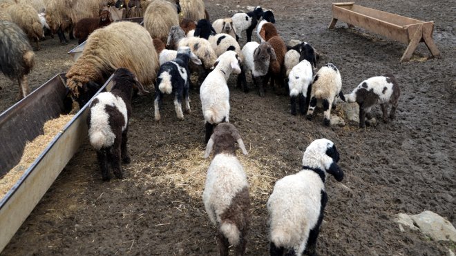 Süt kuzularının anneleriyle buluşma anları görüntülendi