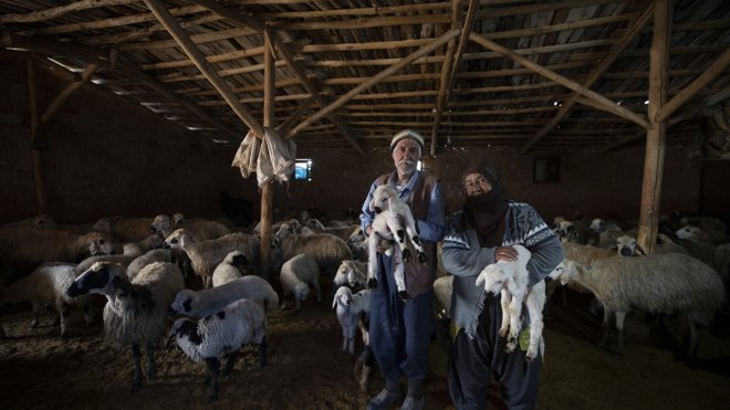 Tunceli'de besiciler 'süt kuzuları'nı özenle büyütüyor