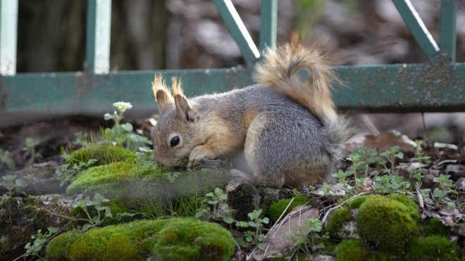Tunceli'de sincaplar ormanlık alanda beslenirken görüntülendi