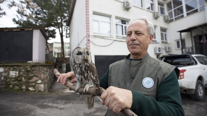 Tunceli'de ormanda bulunan kanadı kırık baykuş "Maya"nın tedavisi sürüyor