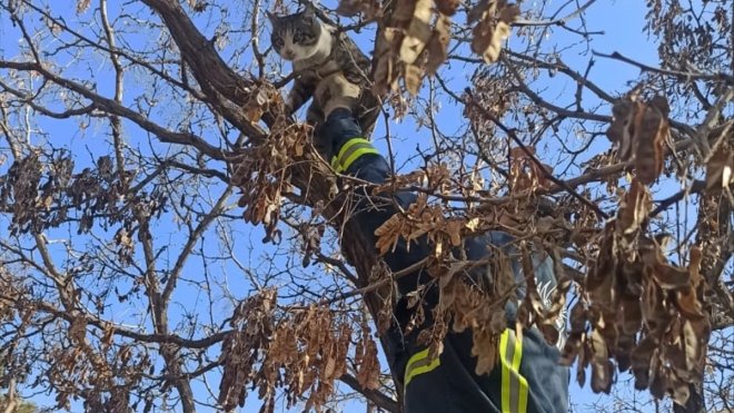 Van'da ağaçta mahsur kalan kediyi itfaiye ekipleri kurtardı