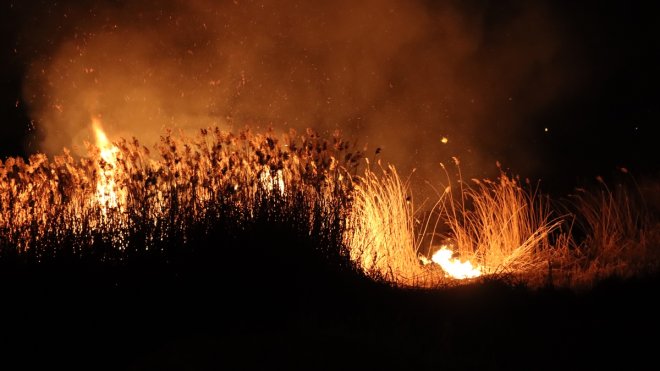 Van'da göçmen kuşların uğrak yeri olan sazlık yangında zarar gördü