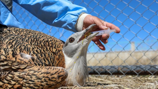Malazgirt'te bitkin halde bulunan 'toy' kuşu özel diyetle tedavi ediliyor