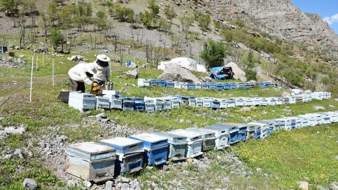 ههنگهوانان له ههكاری هیوایان لهسهر بهرههمی ئهمساڵیان ههڵچنیوه1