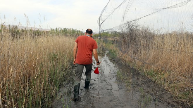Afrika ve Rusya arasındaki mola noktası Iğdır'da kuş halkalaması başladı