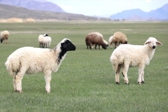 Ağrı'da koyunlar ve kuzuları meraya çıkmaya başladı