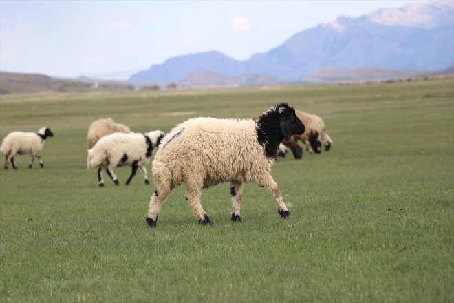 koyunlar meraya başladı çıkmaya ve kuzuları Ağrı