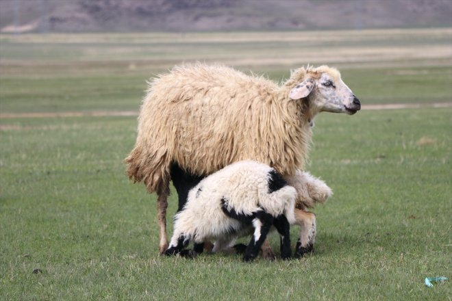 ve meraya çıkmaya Ağrı