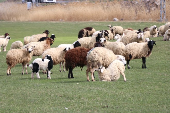kuzuları çıkmaya Ağrı