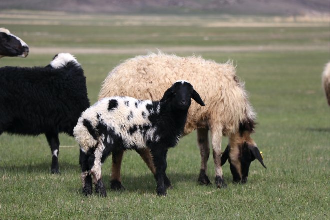 kuzuları ve başladı çıkmaya meraya koyunlar Ağrı