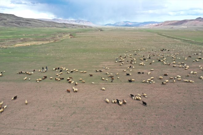 koyunlar ve başladı meraya Ağrı