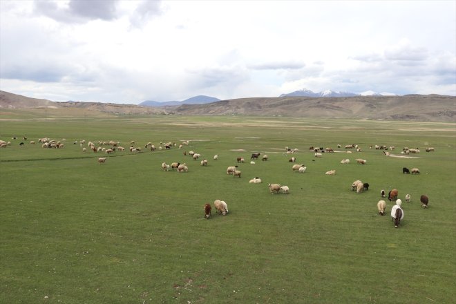 çıkmaya kuzuları koyunlar Ağrı