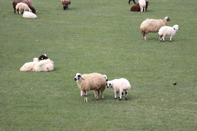 çıkmaya koyunlar Ağrı