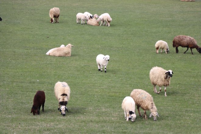 meraya koyunlar başladı çıkmaya kuzuları ve Ağrı
