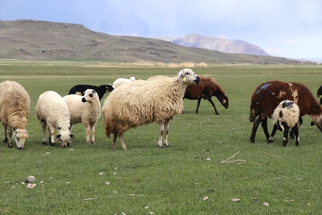 koyunlar meraya Ağrı