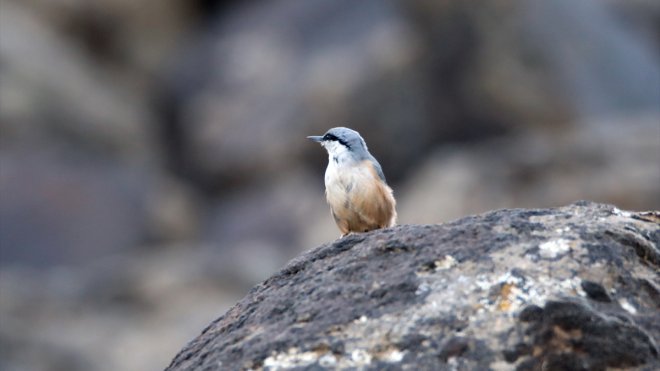 Ağrı Dağı'nda yaşayan kaya sıvacı kuşu kayalıklarda görüntülendi