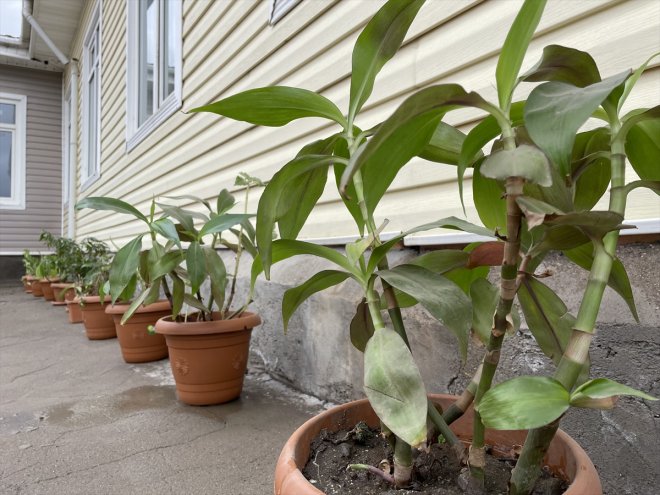 çiçek emek Ağrılı yetiştirerek kavrıyor başarı ile öğrenciler ilişkisini 7