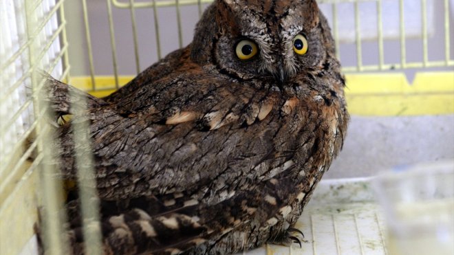 ARDAHAN - Bitkin bulunan İshak kuşu tedavi altına alındı1