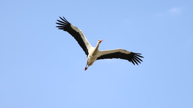 Baharın müjdecisi leylekler Bingöl