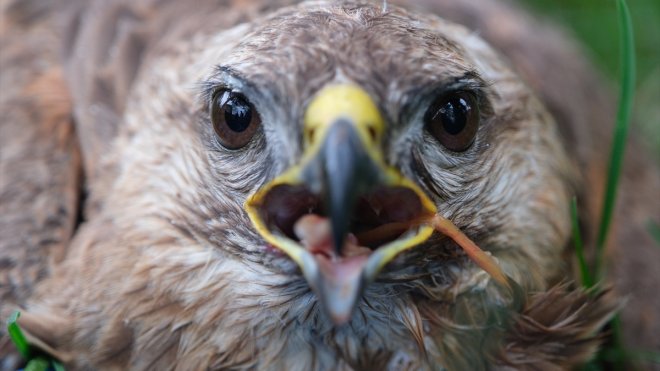 Bingöl'de bulunan yaralı şahin üniversite hastanesinde tedavi altına alındı
