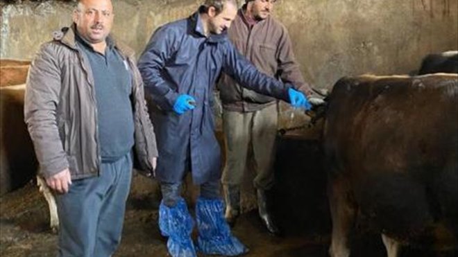 Bulanık'ta şap hastalığının önlenmesine yönelik tedbirler sürüyor