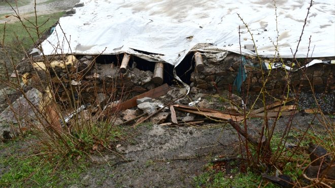 Çatak'ta 2 ahıra giren ayı, küçükbaş hayvanları telef etti