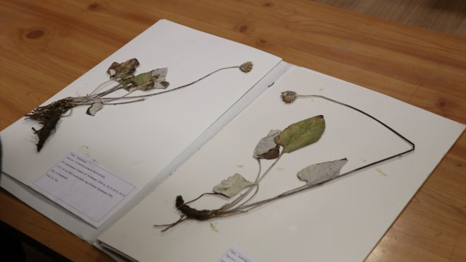 ERZİNCAN - Herbaryum yaklaşık 20 bin bitki örneğiyle araştırmacılara rehber oluyor (2)1