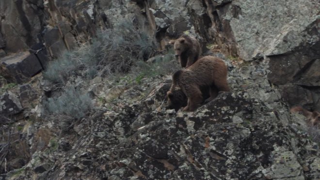 Erzurum'da boz ayı ailesi yiyecek ararken görüntülendi