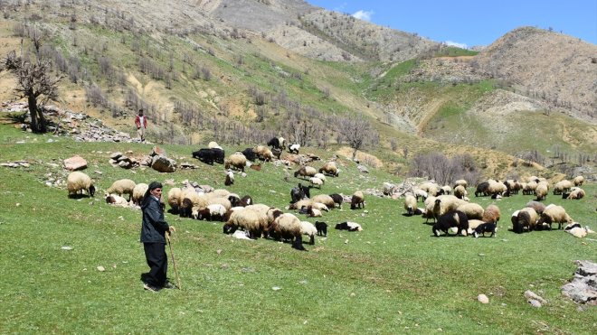 HAKKARİ - Hibe desteğiyle sürü sahibi olan eski hükümlü, hayvan sayısını 36