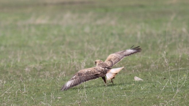 Yüksekova Nehil Sazlığı'nda tespit edilen kuş türü sayısı 200'ü geçti