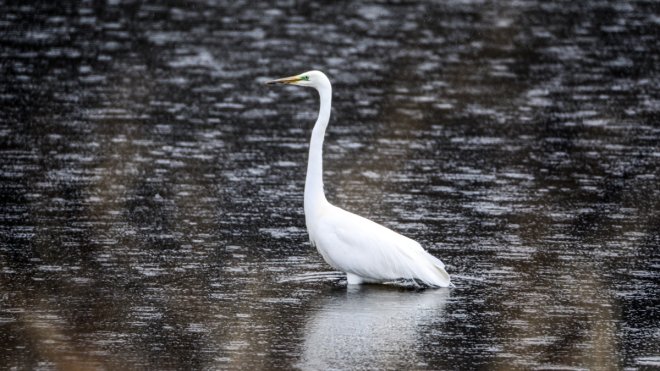 Ağrı Dağı'nın kuzeyinde tespit edilen kuş türü 200'e ulaştı