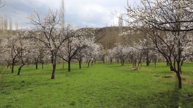 Kağızman kayısısı ağaçları çiçek açtı1