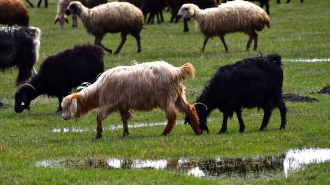 KARS - Çobanlar bayramda meralarda hayvan otlatıyor1