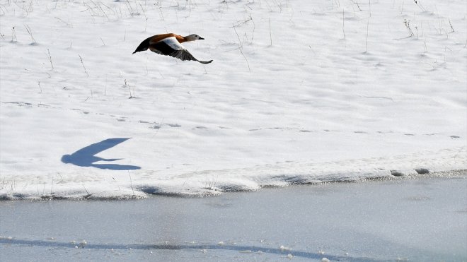 KARS - Göçmen kuşlar karlı arazide yiyecek ararken görüntülendi1