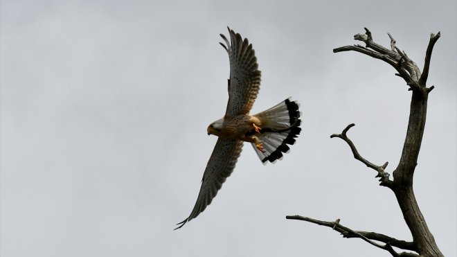 KARS - Karların eriyip çiçeklerin açtığı Sarıkamış, göçmen kuşları ağırlamaya başladı1