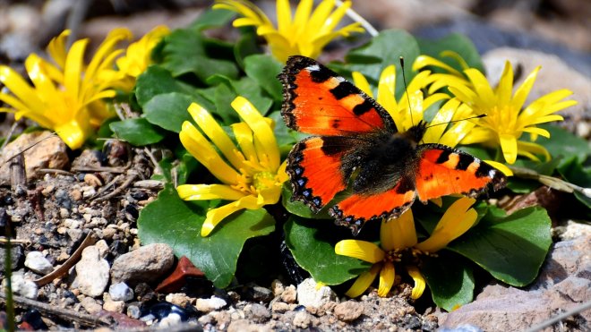 Kars'taki Keklik Vadisi'nde doğa canlandı