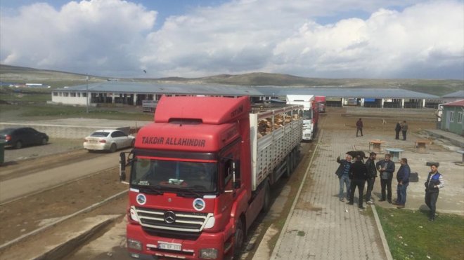 Kars'ta aşı çalışmaları sonrası açılan canlı hayvan pazarlarında sevkiyatlar başladı