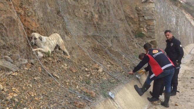 Keban'da itfaiye ekipleri koruma ağında mahsur kalan köpeği kurtardı