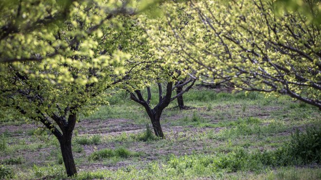 MALATYA - Çiftçiler bahar yağmurlarının rekolteye yansımasını bekliyor1
