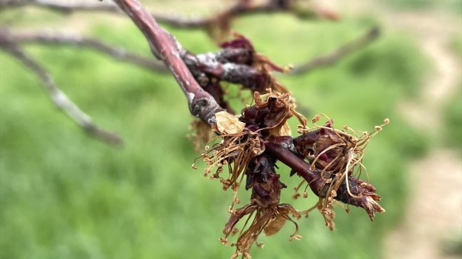 MALATYA - Depremler kayısı üreticilerinin monilya hastalığına karşı mücadelesini aksattı1