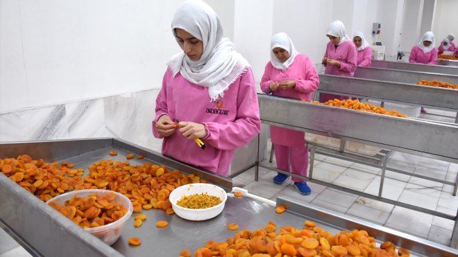 Malatya'nın kuru kayısı ihracatı martta yeniden arttı