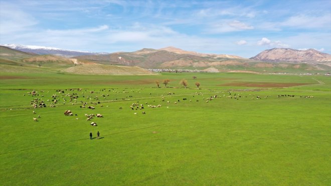 Muş'ta meraların yeşermesiyle besiciler yem masrafından kurtuldu