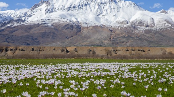 Tunceli'de "baharın müjdecisi" çiğdem ve nergisler çiçek açtı